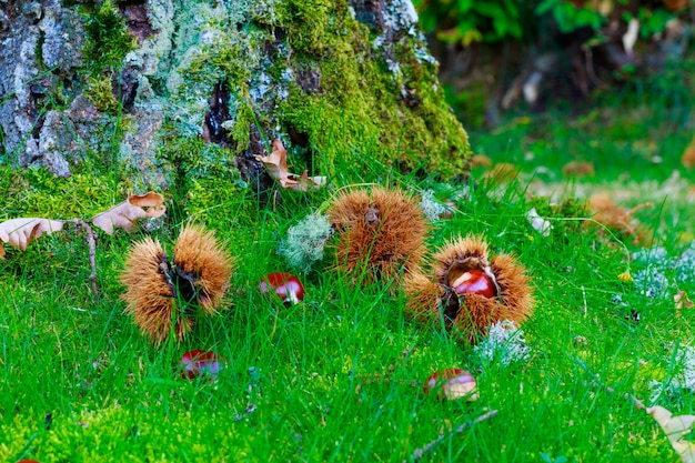 Esta fotografia foi tirada em uma floresta de castanheiros na província de Salamanca em outubro de 2018