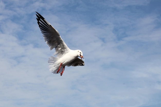 Esta imagem é uma gaivota.