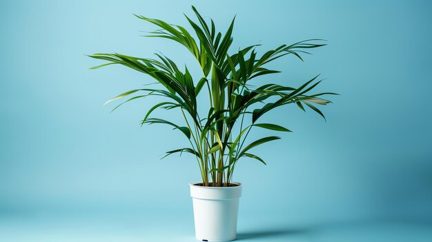 Esta imagem mostra uma bela palmeira em vaso com folhas verdes brilhantes. Está de pé sobre um fundo azul que faz com que as folhas se destacem.