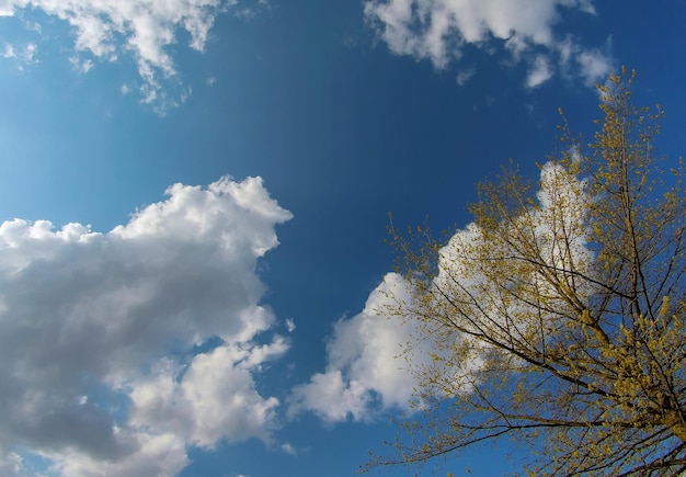 Esta imagem panorâmica lindo céu azul panorama e nuvens brancas