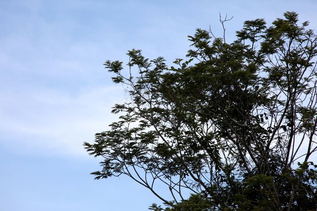 Esta imagem tem árvores e um lindo céu.