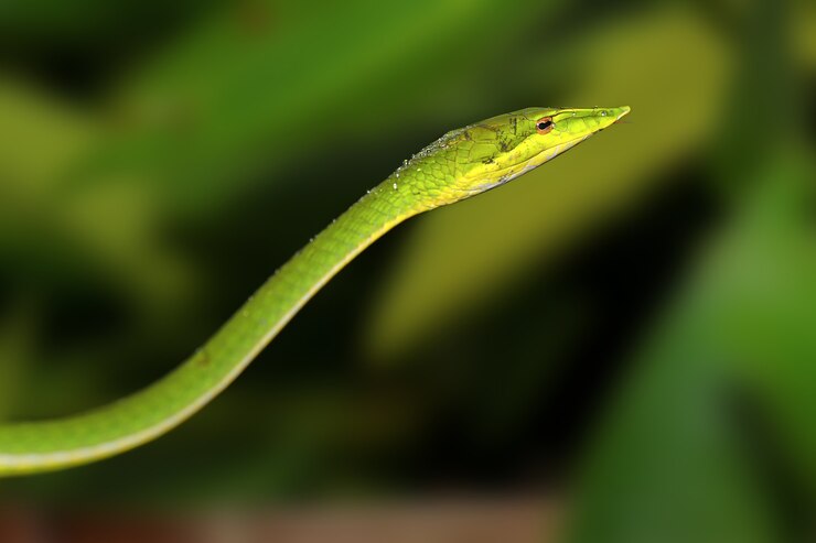 Esta linda cobra verde foi tirada no Sri Lanka
