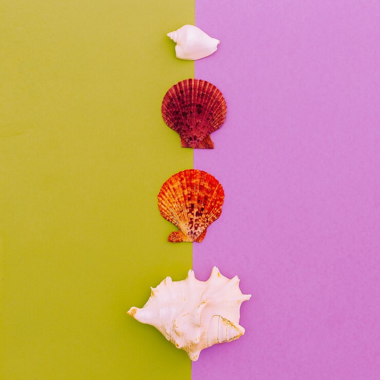 Foto establecer conchas. estilo oceánico. diseño de moda de arte minimalista