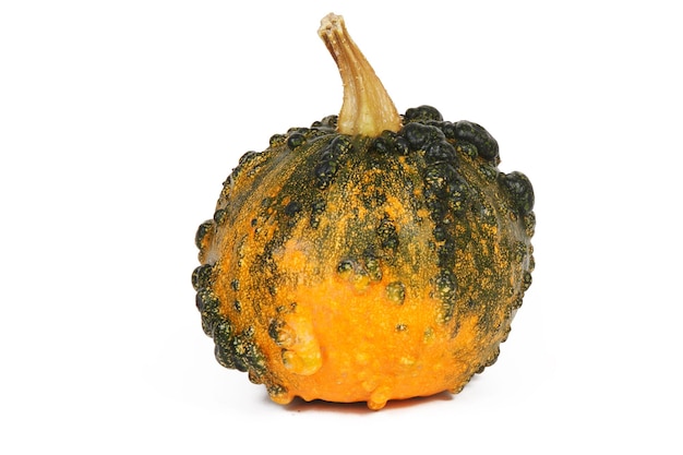 Establecer la gran calabaza amarilla sobre fondo blanco aislado