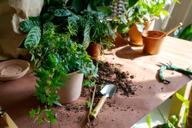 Establecer herramientas de jardín y macetas para trasplantar flores sobre fondo oscuro