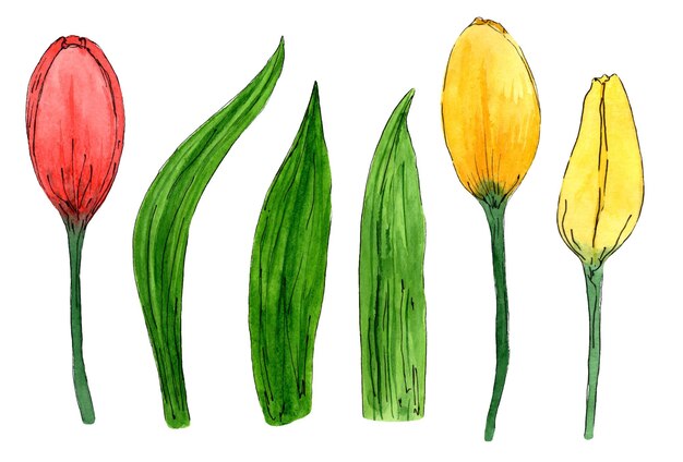 Establecer ilustración de tulipanes de flores de primavera elementos florales Ilustración de dibujado a mano de acuarela botánica Aislado sobre fondo blanco Plantilla para tarjetas florales de Pascua de primavera