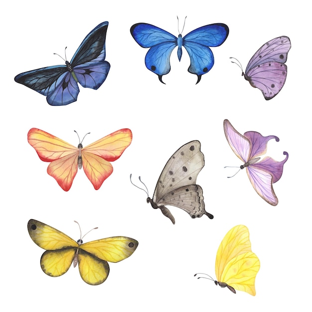 Establecer mariposa con alas detalladas aisladas Acuarela dibujada a mano ilustración de insectos realistas para el diseño