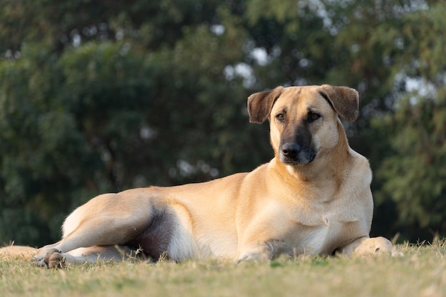 Establecer perro en la imagen del parque