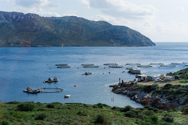 Establecimiento de acuicultura piscifactoría con jaulas circulares flotantes alrededor de la bahía de Attica en Grecia