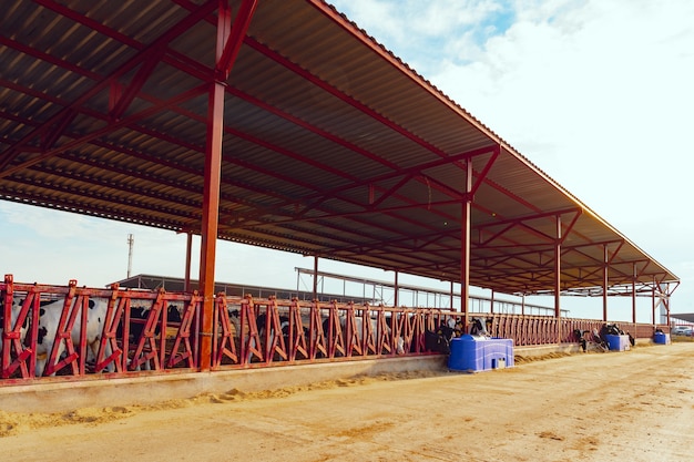 Establo al aire libre moderno con rebaño de vacas