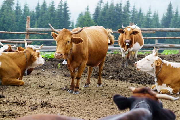 Establo de granja rural clásico Vacas de ordeño