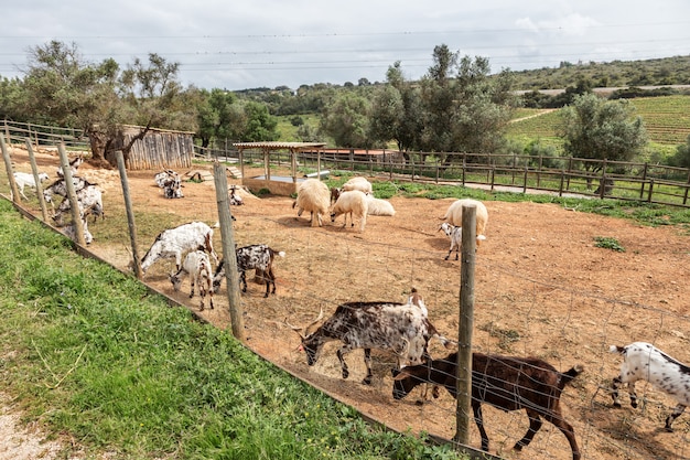 En el establo se mantiene un rebaño de cabras portuguesas. Apacentar.