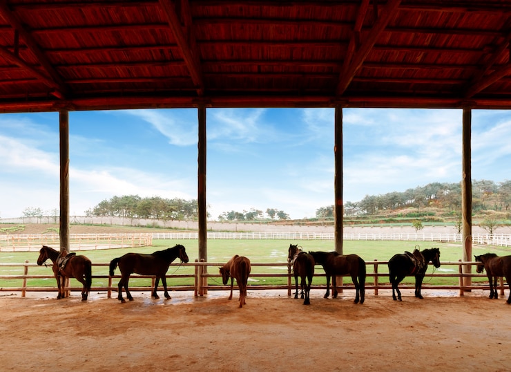 Foto establos y caballos