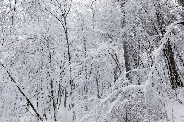 Estacione en la temporada de invierno, los árboles en el bosque o el parque están cubiertos de nieve, puede haber rastros de personas en la nieve.