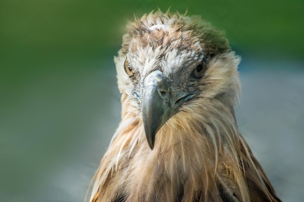 Estado de ánimo enojado Águila