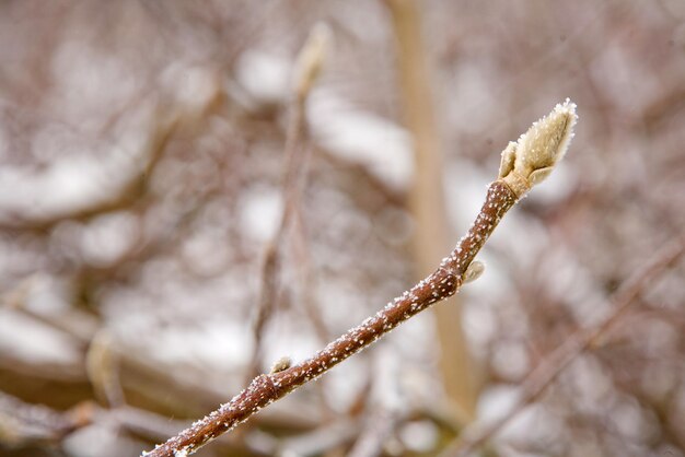 El estado de ánimo de invierno