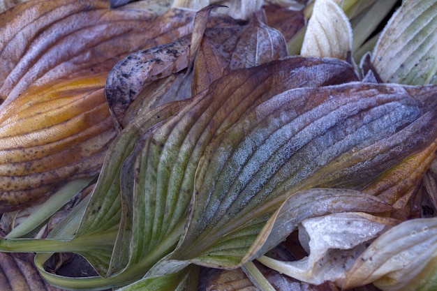 Estado de ánimo otoñal fondo otoñal Hojas marchitas de hosta cubiertas de escarcha La textura de las hojas La belleza de la naturaleza