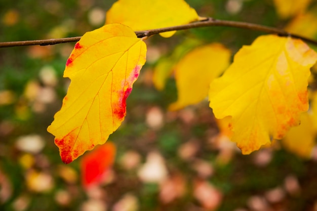 Estado de ánimo de otoño. Hoja amarilla en la rama de un árbol