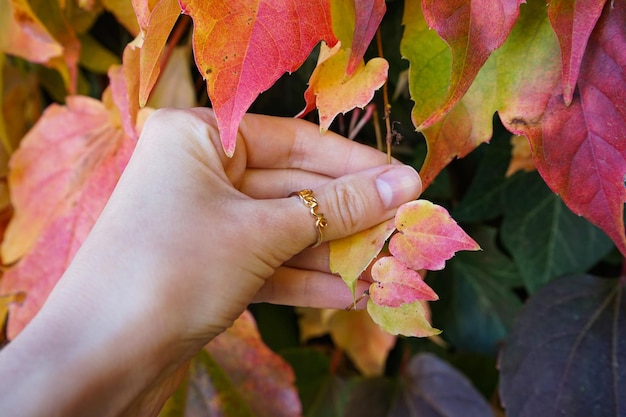 Estado de ánimo de otoño Mano de una niña sosteniendo hojas de otoño