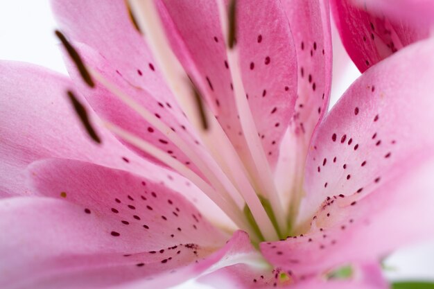 El estambre y el pistilo de los lirios rosados de la flor se cierran para arriba. Fondo abstracto de la naturaleza.