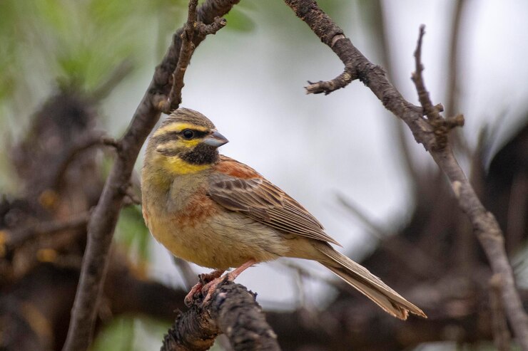 Foto estamenha cirl emberiza cirlus málaga espanha