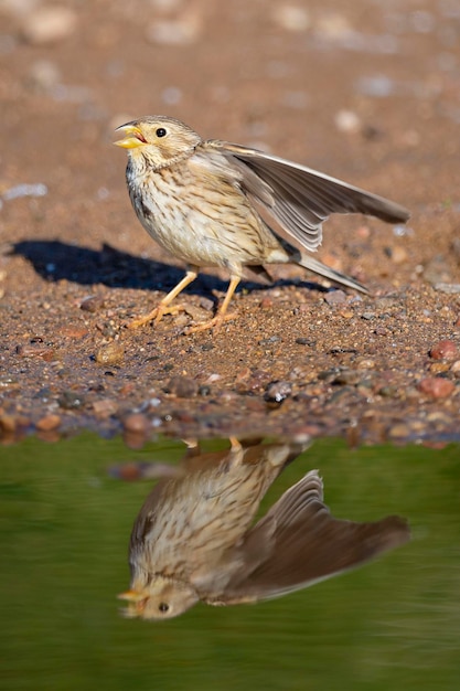 Estamenha de milho Emberiza calandra Córdoba Espanha