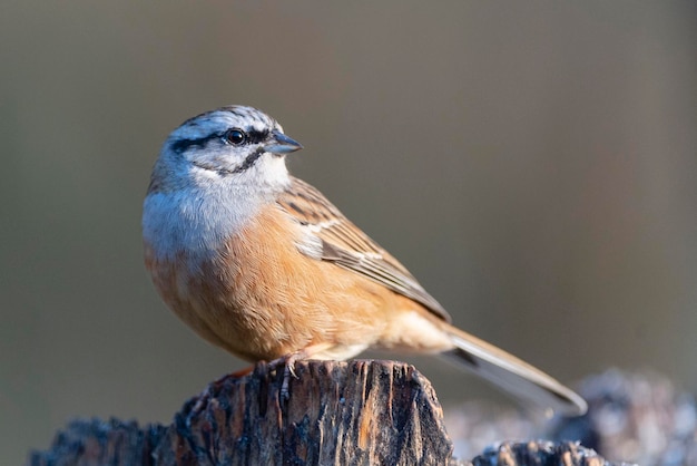 Estamenha de pedra Emberiza cia Málaga Espanha