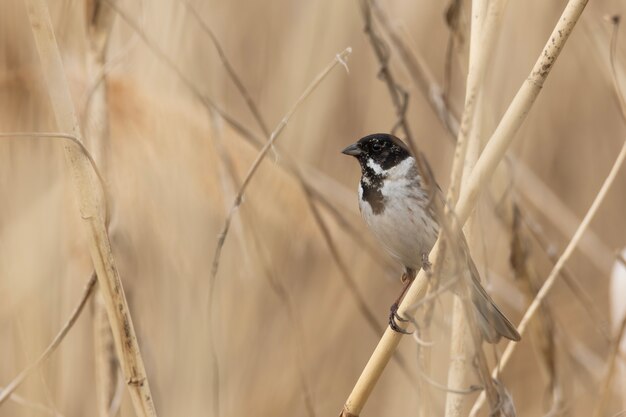 Estamenha macho de junco nos juncos