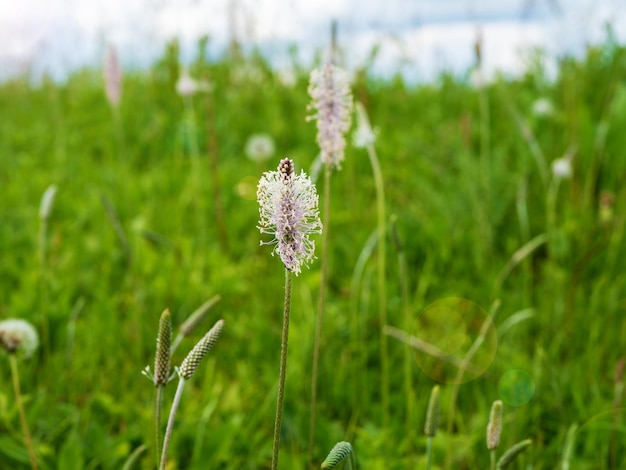 Estames de banana-da-terra florescendo em close das flores do ribwort Lesser Plantain Plantago lanceolata