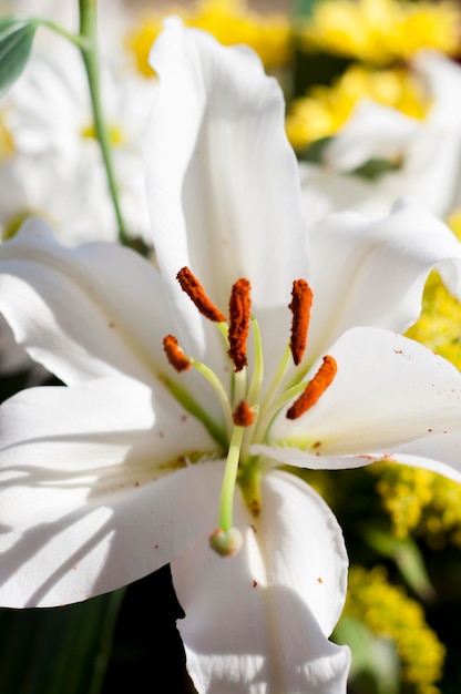 estames e pistilos de uma flor, fundo de flores e natureza, conceito de primavera e alegria