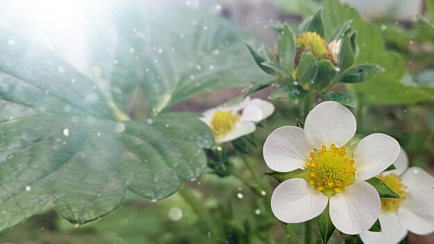 Foto estandarte con un arbusto de fresa en flor en el sol de primavera plantando plántulas de fresa