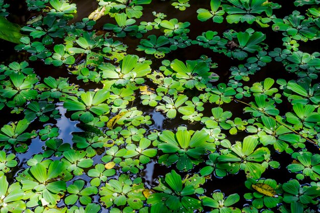 Estanque de acuario artificial con lechuga llena de agua cerca vista superior