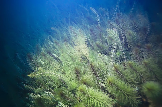 Estanque de agua dulce del mundo del paisaje submarino de alga