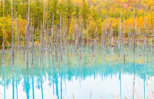 Estanque azul (Aoiike) en Biei, temporada de otoño de Hokkaido