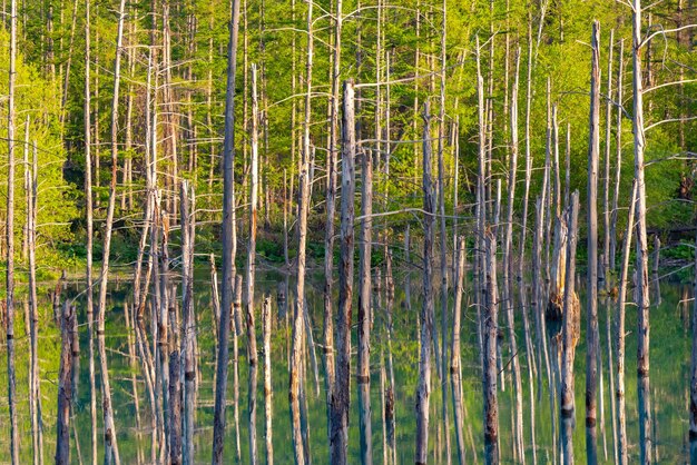 Estanque azul Aoiike con el reflejo de un árbol en verano ubicado en Shirogane Onsen en la ciudad de Biei Hokkaido