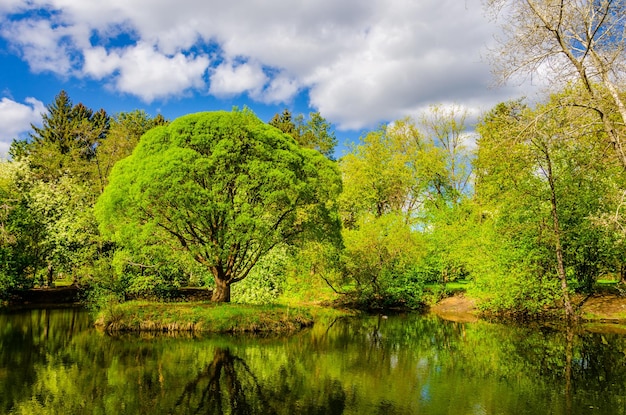 Un estanque en el bosque con un árbol en primer plano y un cielo azul con nubes.