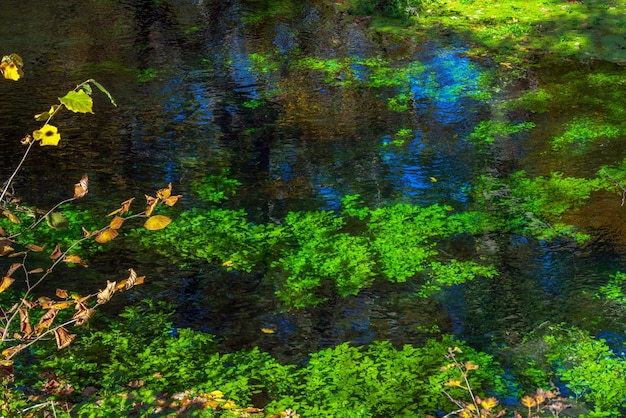 Un estanque en el bosque cubierto de algas verdes.