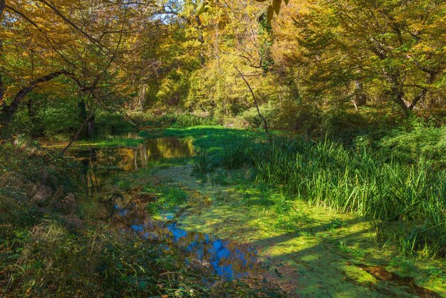 Un estanque en el bosque cubierto de algas verdes.