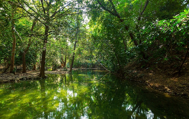 estanque en el bosque