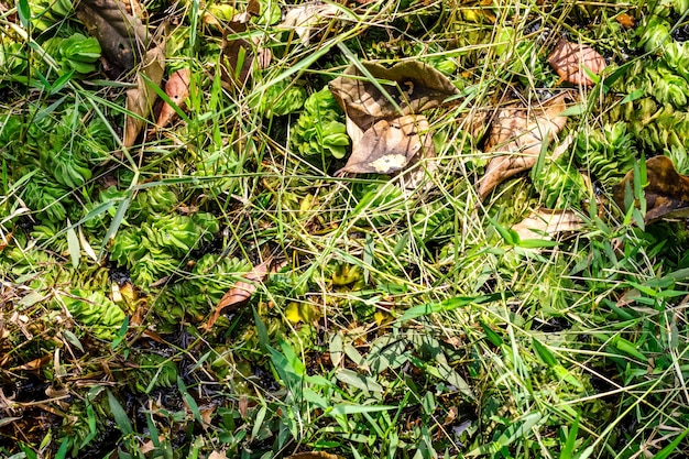 Un estanque completamente cubierto de pastos silvestres y hojas secas Vista cercana