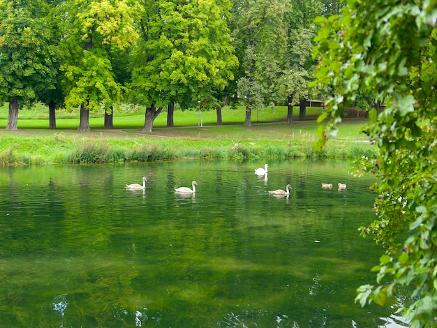 un estanque con la familia de los cisnes en un parque verde