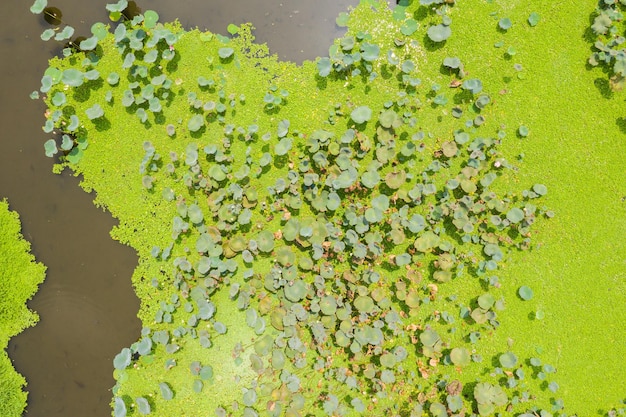 Foto estanque de la granja de lotos