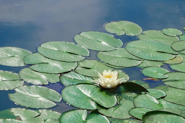 Estanque con hermosa flor de loto y hojas