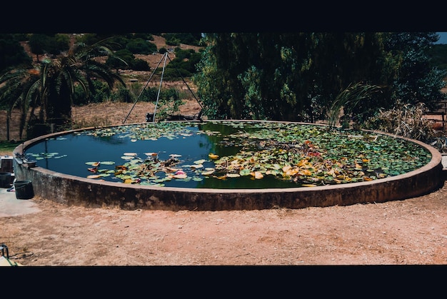 Foto un estanque con hojas flotando en la superficie.