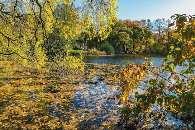 Estanque en la isla de Elagin en San Petersburgo en otoño