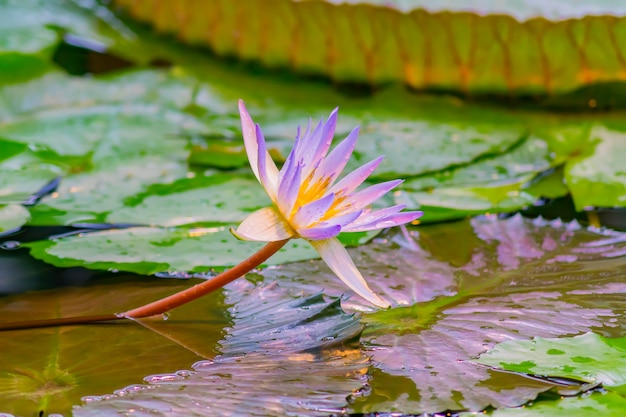 Estanque en jardín tropical, cerca de flor de lirio de agua púrpura o loto