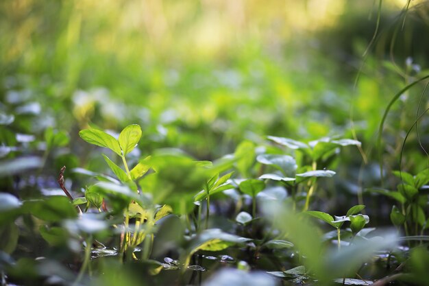 Estanque con lenteja de agua, plantas de pantano, nenúfares y lirios victoria amazonica