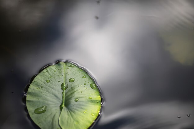 Estanque con lenteja de agua, plantas de pantano, nenúfares y lirios victoria amazonica