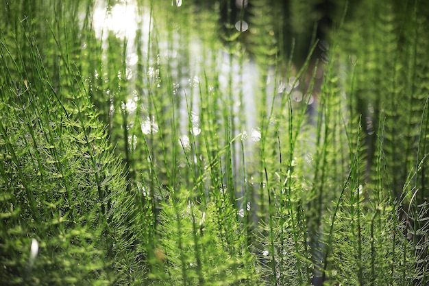 Estanque con lenteja de agua, plantas de pantano, nenúfares y lirios victoria amazonica