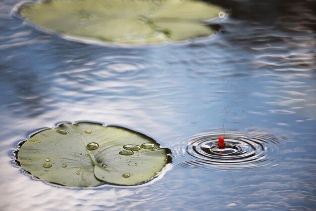 Estanque con lenteja de agua, plantas de pantano, nenúfares y lirios victoria amazonica